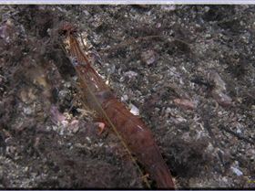 LoxPix Sub-Aqua Image