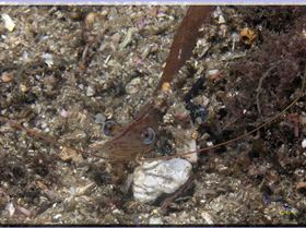 LoxPix Sub-Aqua Image