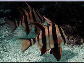 LoxPix Sub-Aqua Image