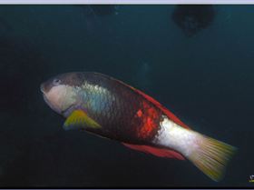 LoxPix Sub-Aqua Image