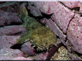 LoxPix Sub-Aqua Image