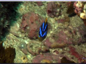 LoxPix Sub-Aqua Image