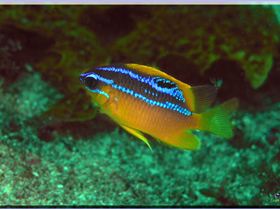 LoxPix Sub-Aqua Image