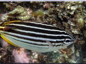 LoxPix Sub-Aqua Image