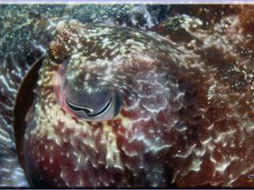 LoxPix Sub-Aqua Image