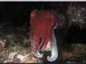 LoxPix Sub-Aqua Image