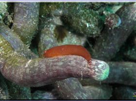 LoxPix Sub-Aqua Image