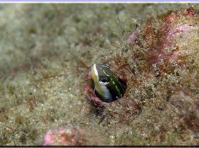 LoxPix Sub-Aqua Image