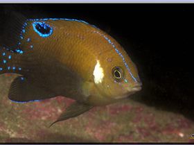 LoxPix Sub-Aqua Image