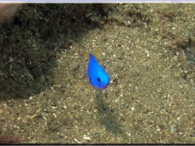 LoxPix Sub-Aqua Image