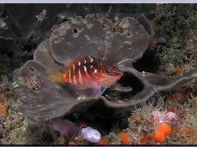 LoxPix Sub-Aqua Image