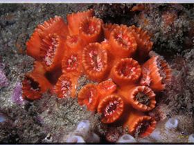 LoxPix Sub-Aqua Image