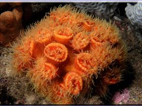 LoxPix Sub-Aqua Image