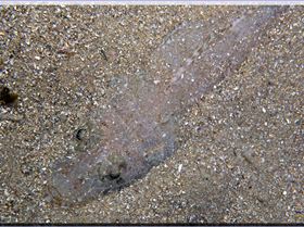 LoxPix Sub-Aqua Image