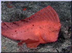 LoxPix Sub-Aqua Image