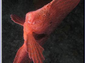 LoxPix Sub-Aqua Image