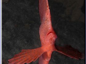 LoxPix Sub-Aqua Image