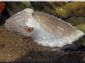 LoxPix Sub-Aqua Image