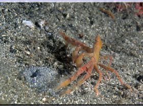 LoxPix Sub-Aqua Image