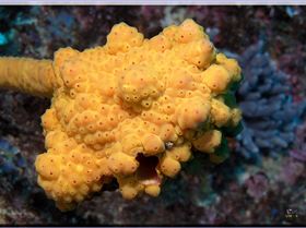 LoxPix Sub-Aqua Image