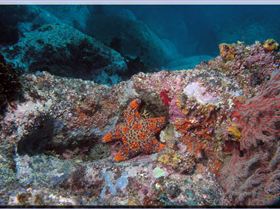 LoxPix Sub-Aqua Image