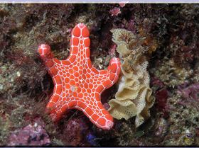 LoxPix Sub-Aqua Image