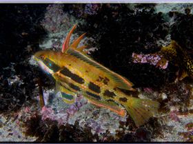 LoxPix Sub-Aqua Image