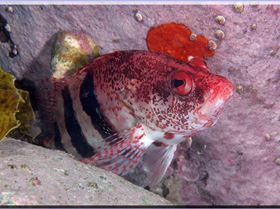 LoxPix Sub-Aqua Image