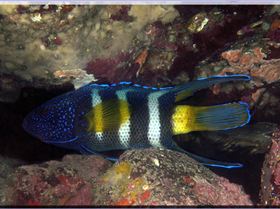 LoxPix Sub-Aqua Image