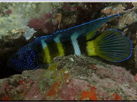 LoxPix Sub-Aqua Image