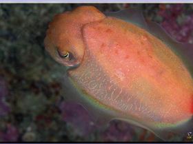 LoxPix Sub-Aqua Image