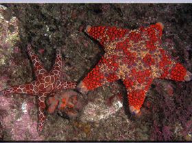 LoxPix Sub-Aqua Image