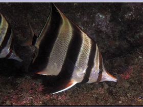 LoxPix Sub-Aqua Image