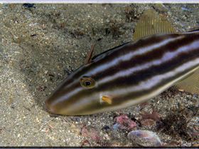 LoxPix Sub-Aqua Image