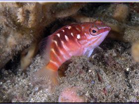 LoxPix Sub-Aqua Image