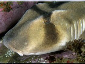 LoxPix Sub-Aqua Image