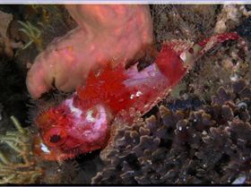 LoxPix Sub-Aqua Image