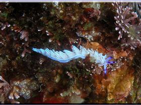 LoxPix Sub-Aqua Image