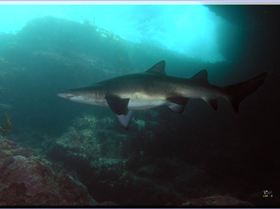 LoxPix Sub-Aqua Image