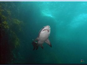 LoxPix Sub-Aqua Image