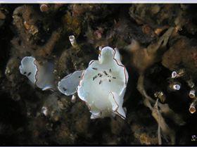 LoxPix Sub-Aqua Image