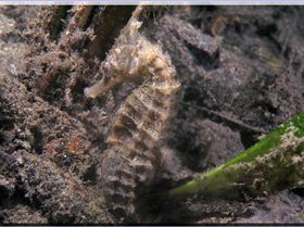 LoxPix Sub-Aqua Image