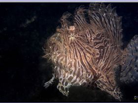 LoxPix Sub-Aqua Image