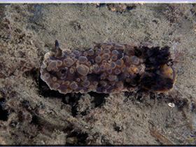 LoxPix Sub-Aqua Image