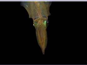 LoxPix Sub-Aqua Image