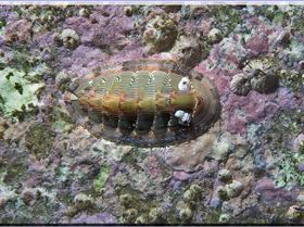 LoxPix Sub-Aqua Image