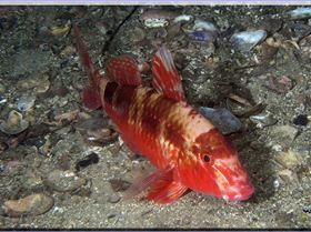 LoxPix Sub-Aqua Image