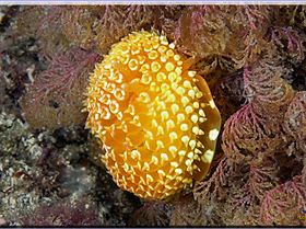 LoxPix Sub-Aqua Image