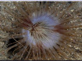 LoxPix Sub-Aqua Image