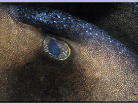 LoxPix Sub-Aqua Image